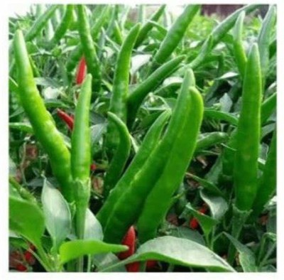 Urban Turtle Pepper chilli seeds Seed(50 per packet)
