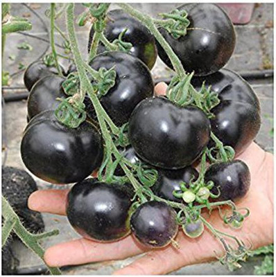 KANAYA Black Tomato F1 Hybrid Vegetable Home / Garden Seed(560 per packet)