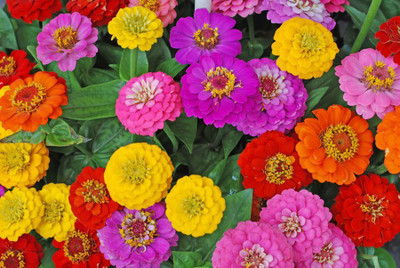 Arshiayat Zinnia Mix Flower Seed(12 per packet)