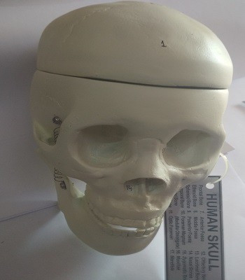 B NR EXPORTS Bnr Human Skll Anatomical Body Model(Edcational)
