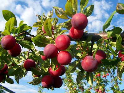 My Dream Nursery Aloo Bukhara/Plum Plant(Hybrid, Pack of 1)
