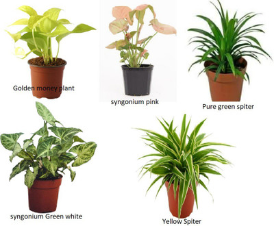 RPD NEW Enterprise Money Plant(Hybrid, Pack of 1)