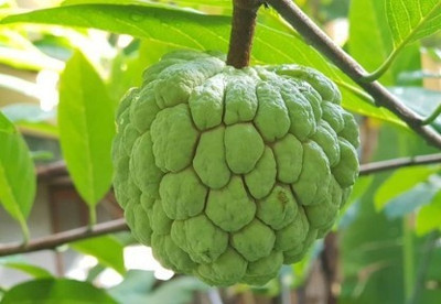 Paudha Custard apple (setaphal) Seed(16 per packet)