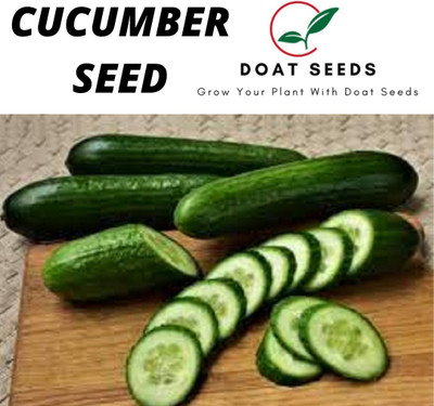 Doat CUCUMBER, KHIRA Seed(100 per packet)