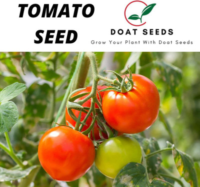 Doat TOMATO, TAMATAR Seed(100 per packet)