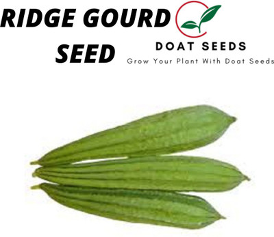 Doat RIDGE GOURD, TORI Seed(100 per packet)