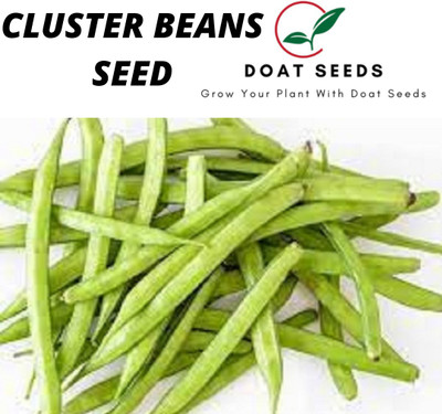Doat GAWAR KI PHALI, CLUSTER BEAN Seed(100 per packet)