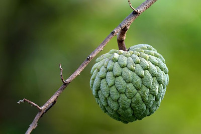 Paudha Custard apple (setaphal) Seed(15 per packet)