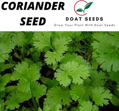 Doat CORIANDER, DHANIYA Seed(100 per packet)