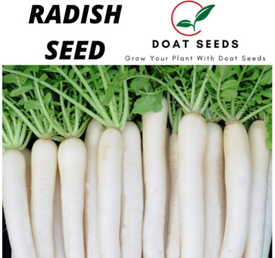 Doat RADISH, MOOLI Seed(100 per packet)