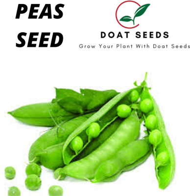 Doat GREEN MATAR, PEAS Seed(100 per packet)