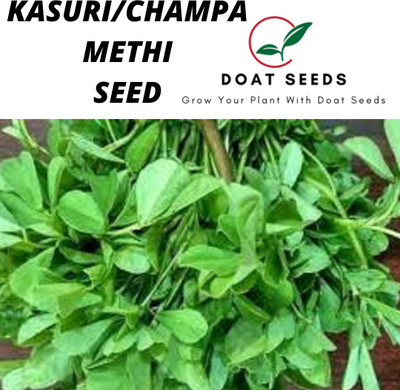 Doat KASURI METHI, CHAMPA METHI Seed(100 per packet)