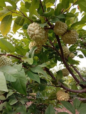 Paudha Custard apple Seed(30 per packet)