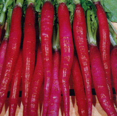 XOLDA Red radish Seed(20 per packet)