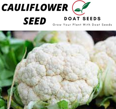 Doat CAULIFLOWER, PHOOLGOBHI Seed(100 per packet)