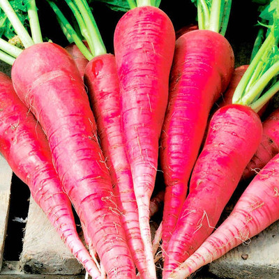 Mozette Red Radish Vegetable Seed(37 per packet)