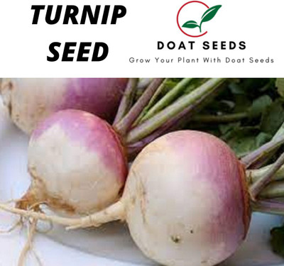 Doat TURNIP, SALJAM Seed(100 per packet)