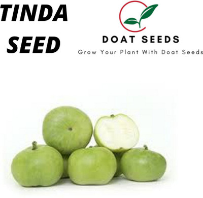 Doat TINDA, apple gourd, KUNDURI., boodu kumbalkai Seed(100 per packet)