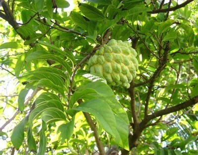 Paudha Custard apple (setaphal) Seed(26 per packet)