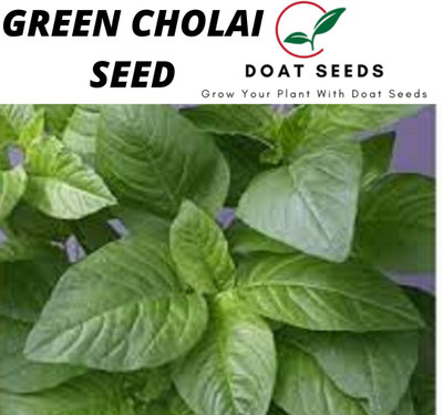 Doat GREEN CHOLAI Seed(100 per packet)