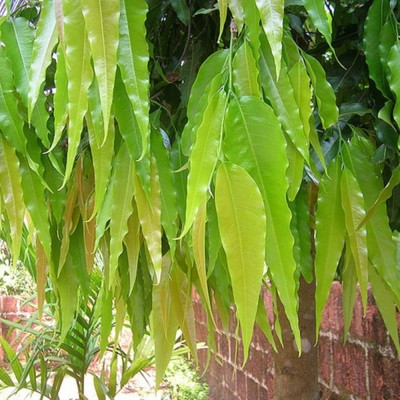 Kapebonavista Ashoka sapling plant in poly bag seeds Seed(1 per packet)