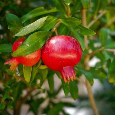 WILLVINE XLR-120 Pomegranate Sinduri Variety-50 Seed(50 per packet)