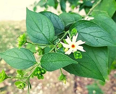 Aywal Night Jasmine / Parijatak Flower Seed(40 per packet)