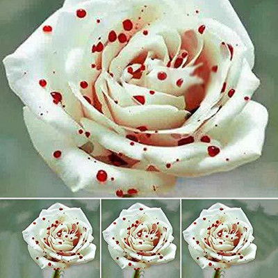 GURVEPLANTATIONI Rose Plant(Hybrid, Pack of 1)
