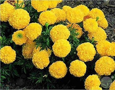 GURVEPLANTATIONI Marigold Plant(Hybrid, Pack of 1)