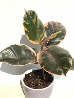 EarthAngel Rubber Tree(Hybrid, Pack of 1)