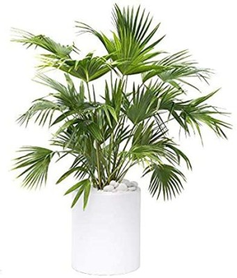 natikrd China Palm Plant(Hybrid, Pack of 1)