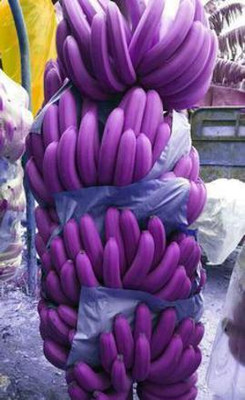 FSK Banana Plant(Hybrid, Pack of 1)