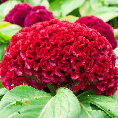 UGRA Celosia Cristata Cockscomb Seed(10 per packet)