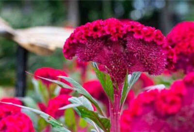 UGRA Celosia (Coxcomb) - Plumosa Forest Seed(25 per packet)