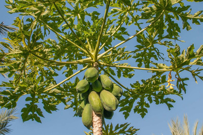 XOLDA Papaya Seed(37 per packet)