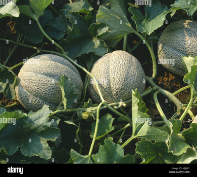 XOLDA Muskmelon Fruit Seed(45 per packet)