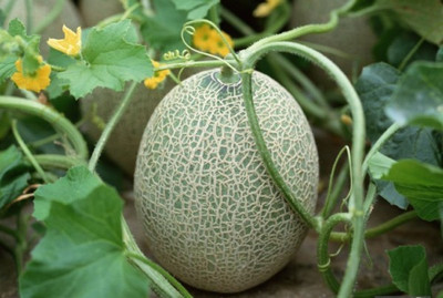 Mozette Hybrid Muskmelon Seed(60 per packet)
