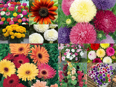 AgroAcres 10 Variety Flower Seeds Bank- 600+ Seeds- All Season Flower Seed(600 per packet)