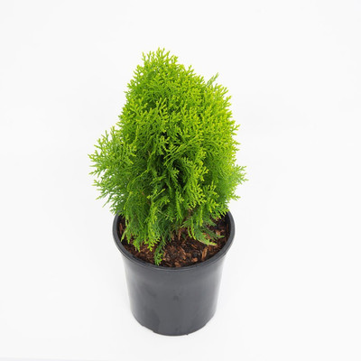 EarthAngel Platycladus/Morpankhi Plant(Hybrid, Pack of 1)