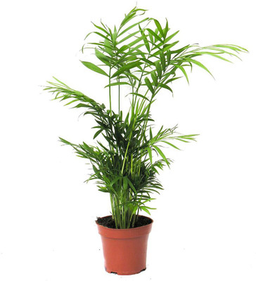 natikrd Areca Palm(Hybrid, Pack of 1)