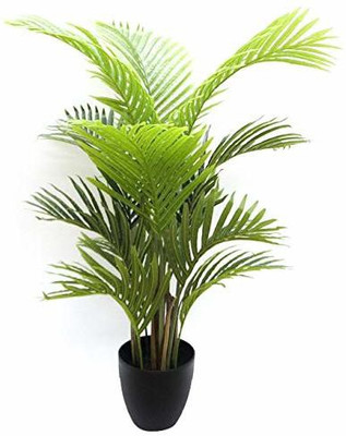natikrd Phoneix Palm Plant(Hybrid, Pack of 1)