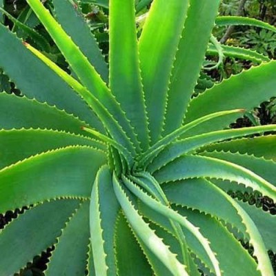 MondalNursery Aloe Vera Plant(Hybrid, Pack of 1)