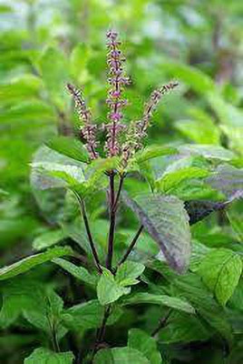 GreenyOn Tulsi Plant(Hybrid, Pack of 1)