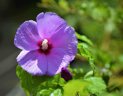 ndebnathnursery Hibiscus Plant(Hybrid, Pack of 1)