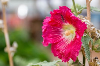 sporos Garden Hollyhock Seed(50 per packet)