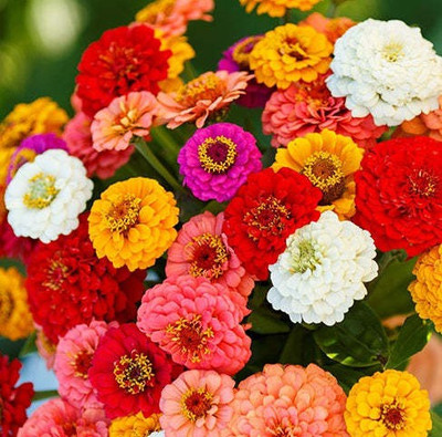 UGRA Zinnia Lilliput Mix Seed(30 per packet)