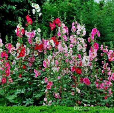 sporos Garden Hollyhock Seed(50 per packet)