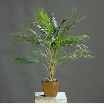 natikrd Phoneix Palm Plant(Hybrid, Pack of 1)