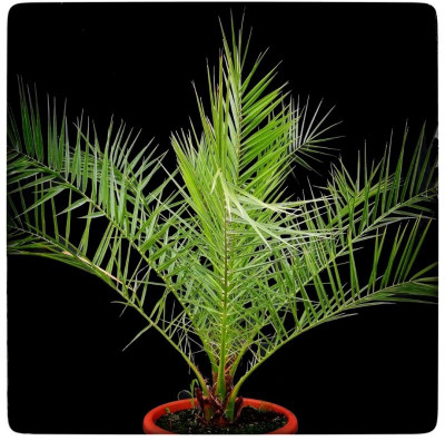 natikrd Phoneix Palm Plant(Hybrid, Pack of 1)