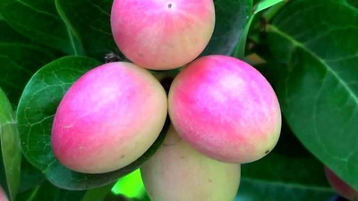 Ukanda Cherry Fruit Plant(Hybrid, Pack of 1)